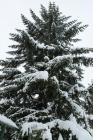 IMG_0645
