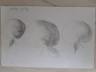 Unnamed (4)
