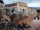 Indija, Pushkar
