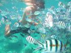 Malezija, Oko Otoka  Perhentian