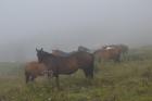 Stara Planina (Balkan); Стара Планина