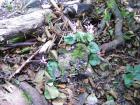 DSC00517
