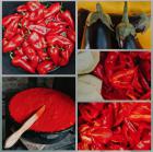 Patrik Vojvodi, Ajvar