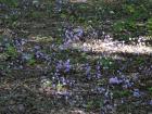 DSC00434 1