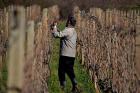 Oujak 2018. Luka Popovi 7.B - U Vinogradu