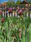 IMG-20200508-WA0017