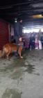IMG-9a1b7ffd0dcdbe9f06302aa365ee31ca-V