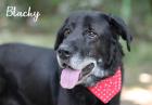 BLACKY