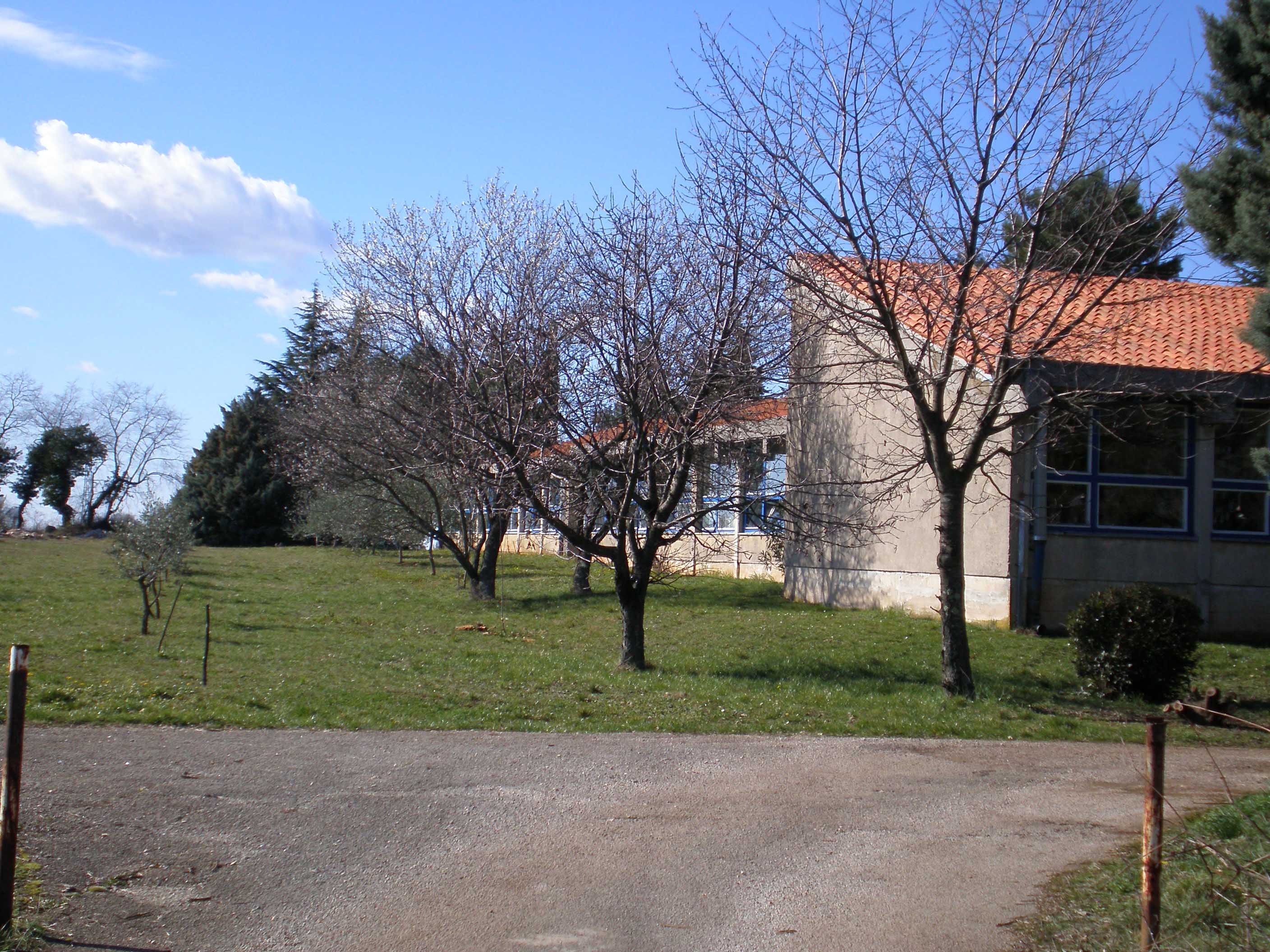 Maslinik