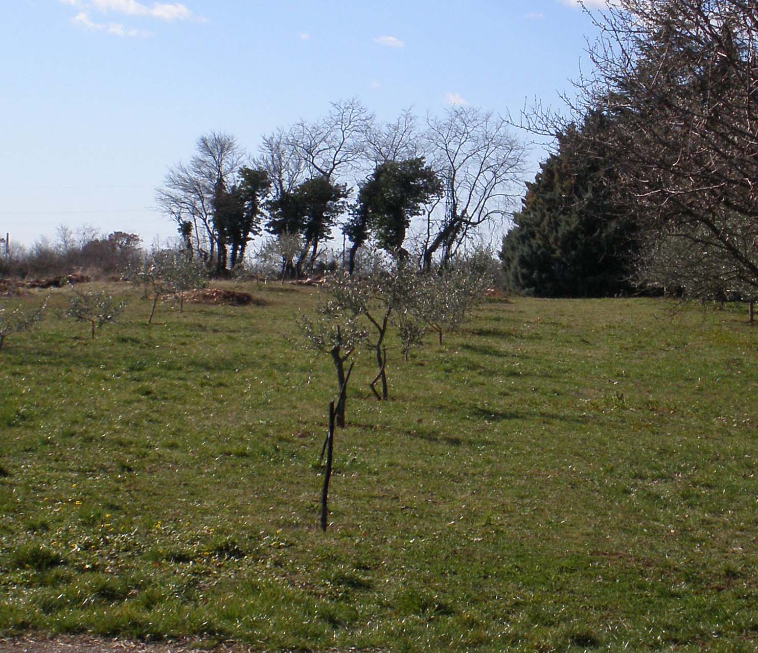 Maslinik2