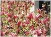MAGNOLIJA IZBLIZA