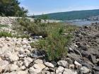 Izlet estih Razreda Na Otok Krk