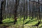 Izvjesce S Izleta Na Vrh Samoborskog Gorja Japetic (10)