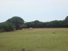 DSC07039