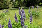 DSCF0051 Lupinusi