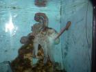 UP Pula 2015 087