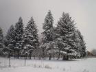 Picture 013