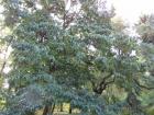 DSC00311