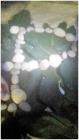 IMG-20181030-WA0004