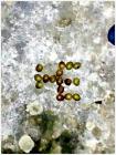 IMG-20181103-WA0001