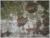 Kastel-2008 (18)