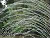 Fontana I Park 2008 (14)