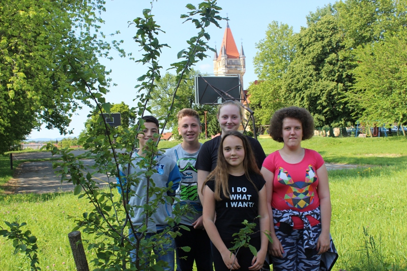 eTwinning tree - eTwinning stablo