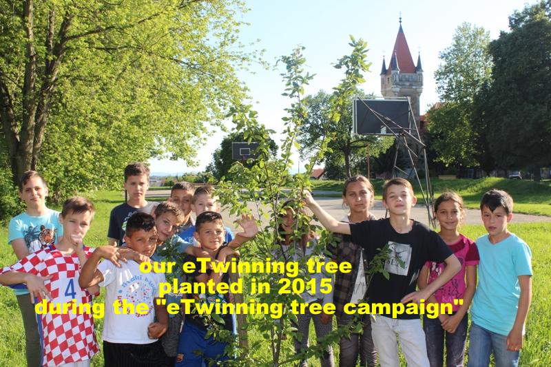 eTwinning tree - eTwinning stablo