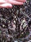 IMG_20171116_133032