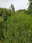 Lavanda