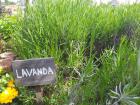 Lavanda1
