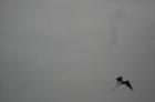 DSC00204
