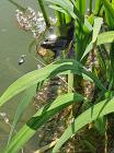 IMG-20200418-WA0038