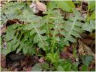 Image00018