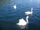 Skradin6