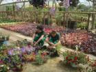 Uenici U Gartenreiu
