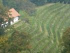 Tipini Vinograd Na Vinskom Putu U Junoj tajerskoj