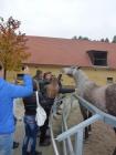 Piber, Posjeta Farmi Lipicanera U Zapadnoj tajerskoj