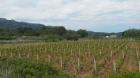 Vinogradi Plani, Hvar