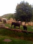 Prag Zoo