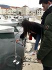 Uenici Prirodoslovne kole, Split U Uzvratnom Druenju
