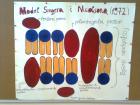 MODEL BIOMEMBRANE