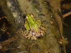 Mister Frog
Autorica Monika Kova, 2.Kom