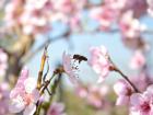 Mrs Bee
Autorica Monika Kova, 2.Kom