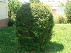 Zelena 484
