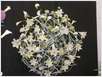 Floraart