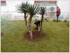 Hortikultura