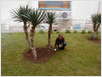 Hortikultura