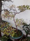 20160312_093033 (Medium)