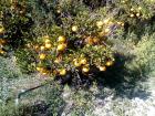 Dani Mandarina